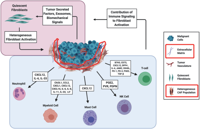 实体瘤靶点-成纤维细胞活化蛋白FAP - 专注肿瘤免疫