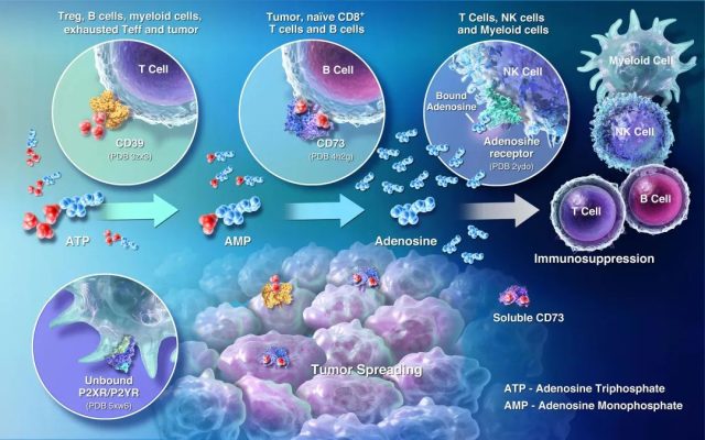AACR 2022 | CD39研究进展 - 专注肿瘤免疫