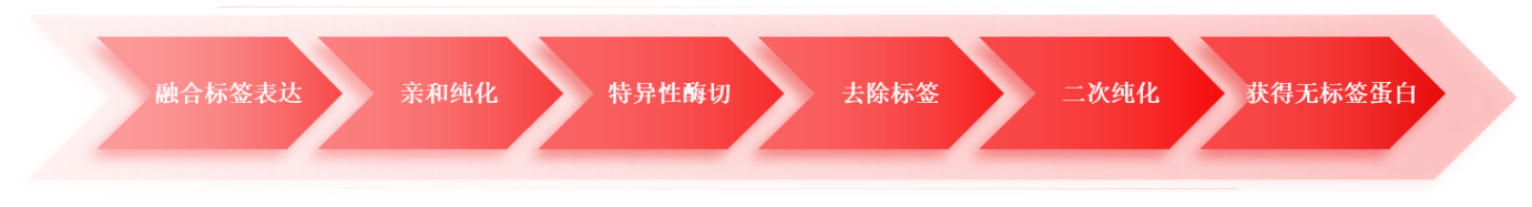 A typical workflow for producing a tag-free recombinant protein-cn