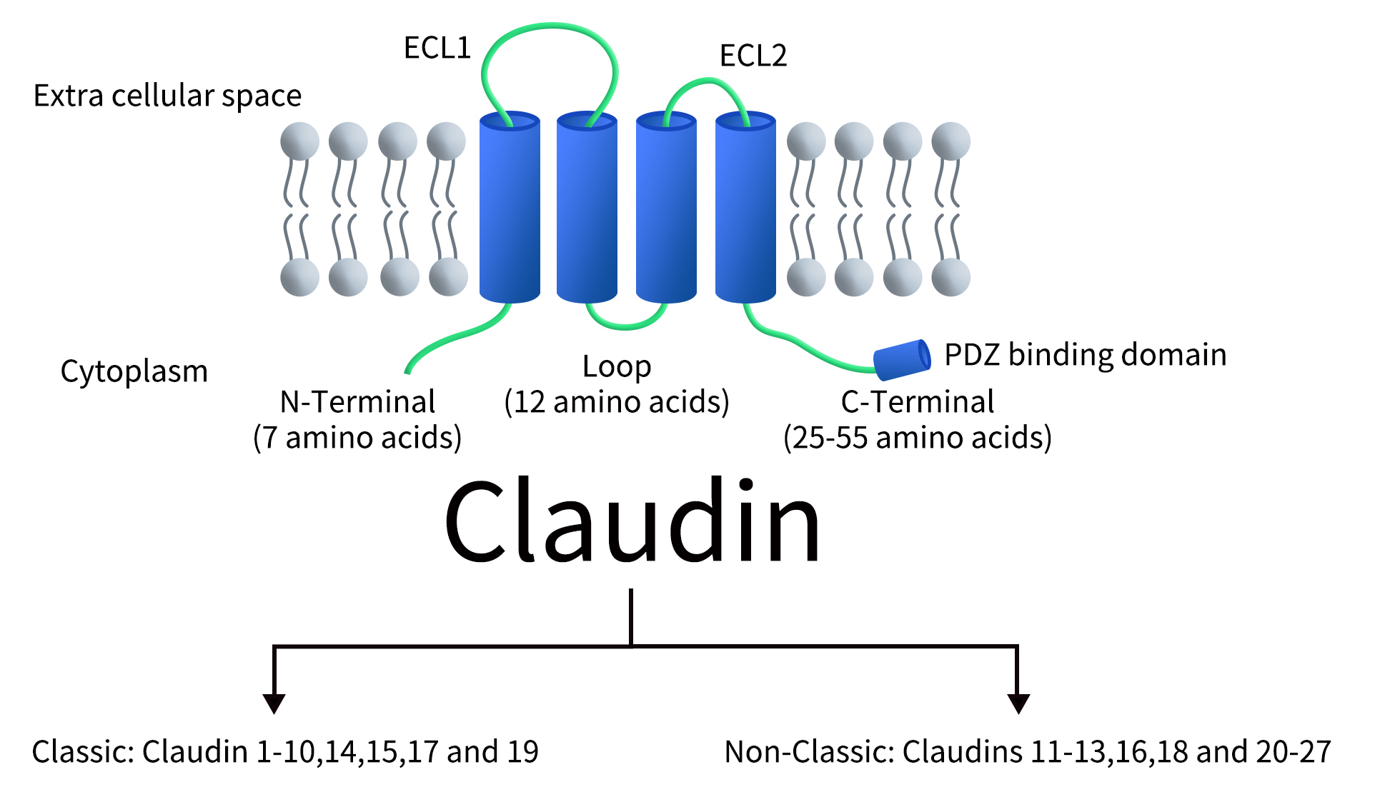 Enhance Your Research with 50% Off CLDN Nanodisc Proteins! - 专注肿瘤免疫