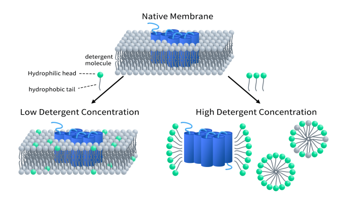 Detergent for full length membrane protein purification