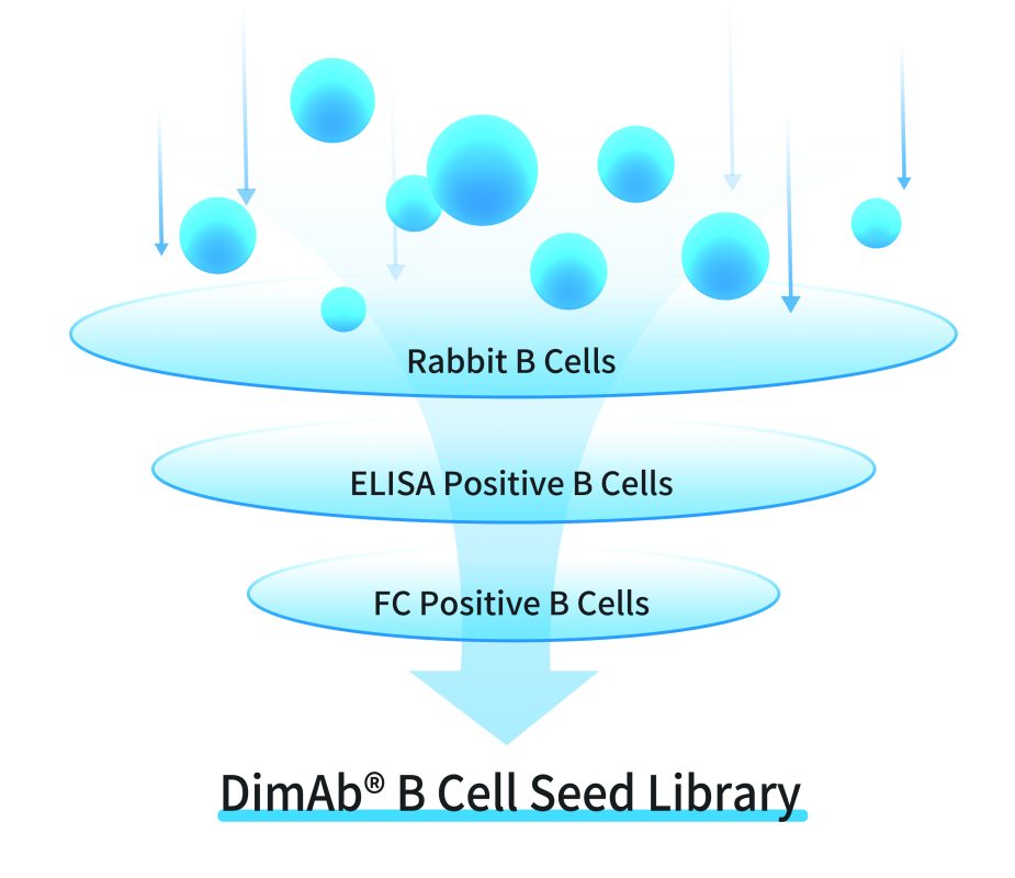 Get 10,000 clones from our pre-made B cell library.