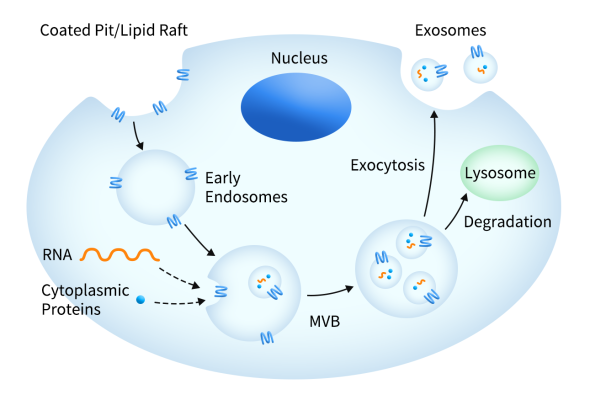 Exosomes (EXO) are secreted membrane nanoparticles formed by fusion of multivesicular bodies (MVBs) with the plasma membrane.