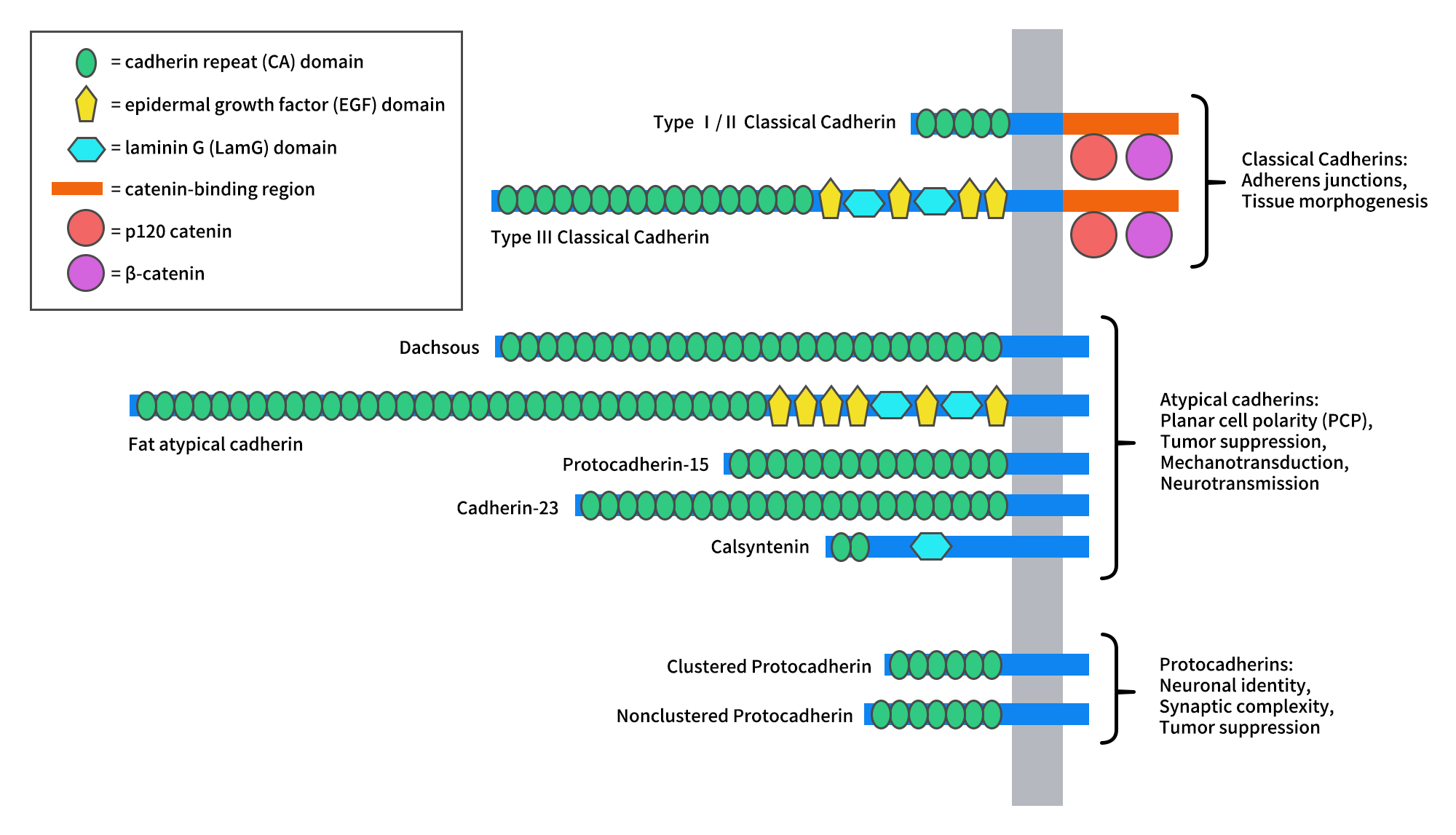Main structures and functions of three cadherin subfamilies
