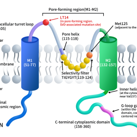 Schematic topology of a human Kir7.1 subunit