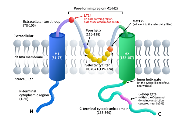 Schematic topology of a human Kir7.1 subunit