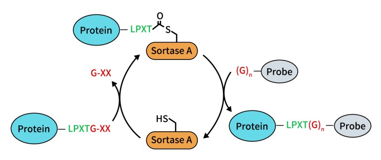 Sortase Attachment Sortase A 位点特异性蛋白标记与抗体偶联全指南-缔码生物