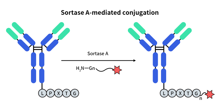 Sortase Catalysis Sortase A 位点特异性蛋白标记与抗体偶联全指南-缔码生物