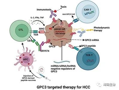 肝癌细胞治疗领域的宠儿GPC3