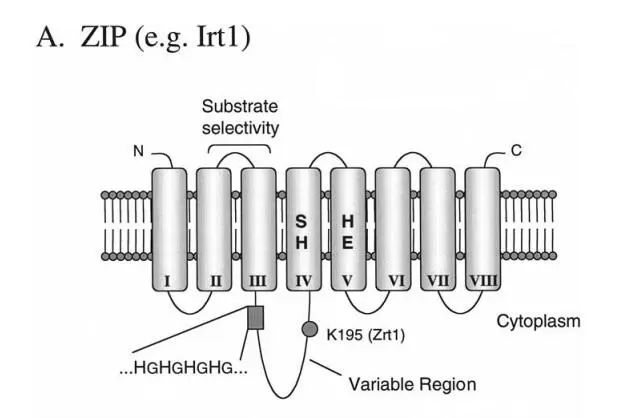 锌转运蛋白LIV-1能否带来“锌”机遇？