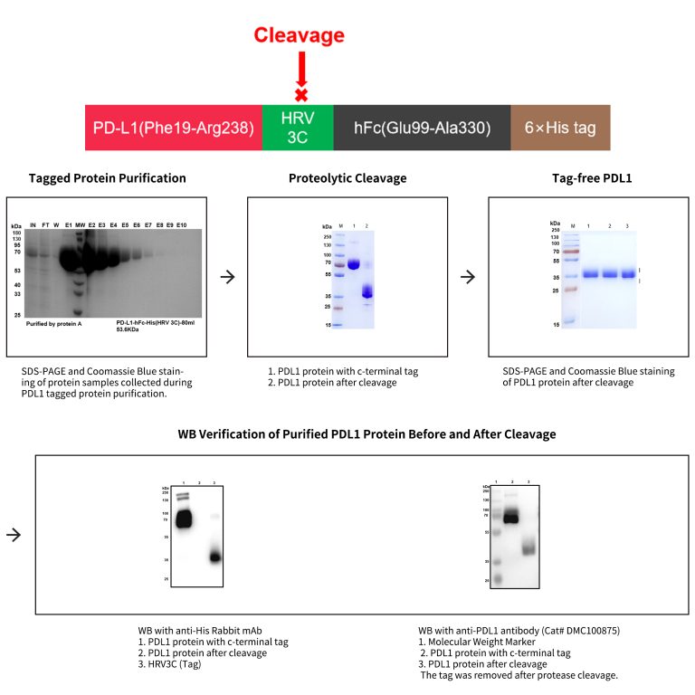 case-study-for-tag-free-pdl1-protein-production