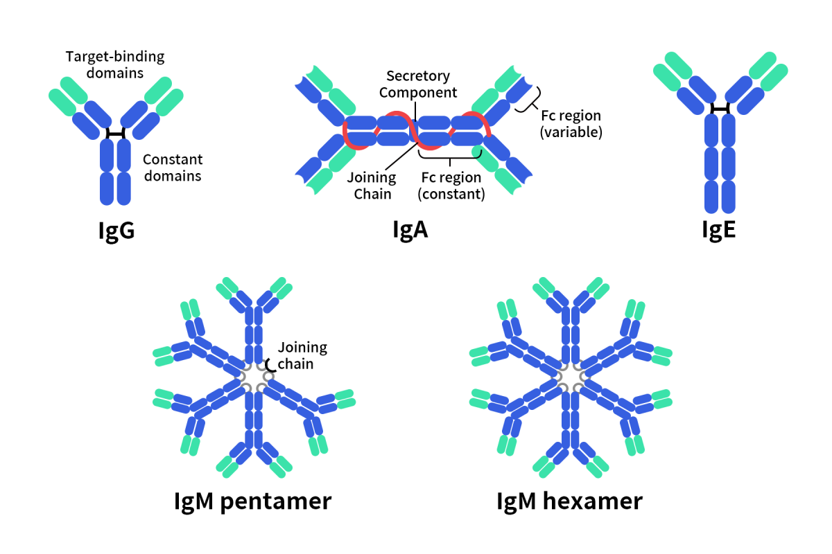 different types of antibody