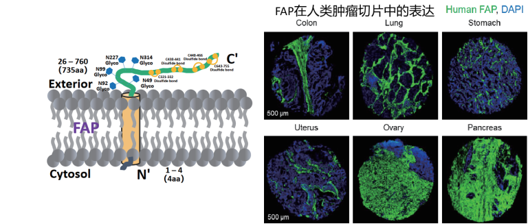 实体瘤靶点-成纤维细胞活化蛋白FAP - 专注肿瘤免疫