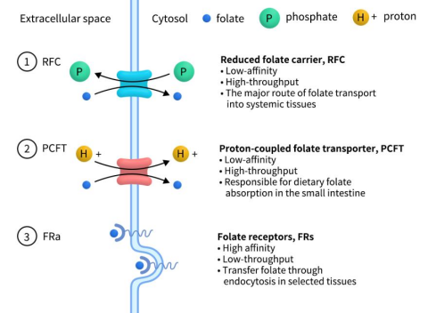 Three types of Folate transporter