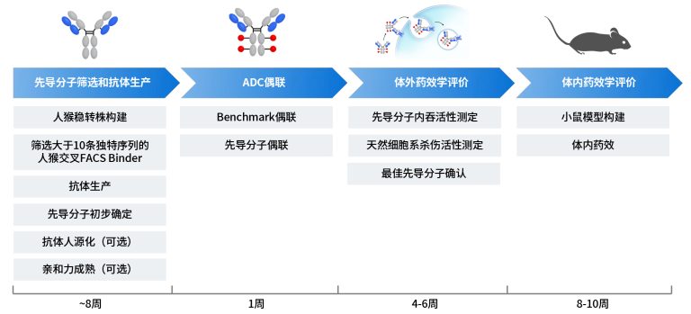 ADC开发解决方案 - 专注肿瘤免疫