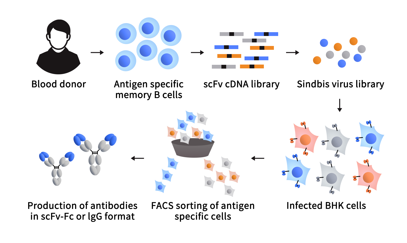 pages-Construction of mammalian cell display system using Sinderbise virus1