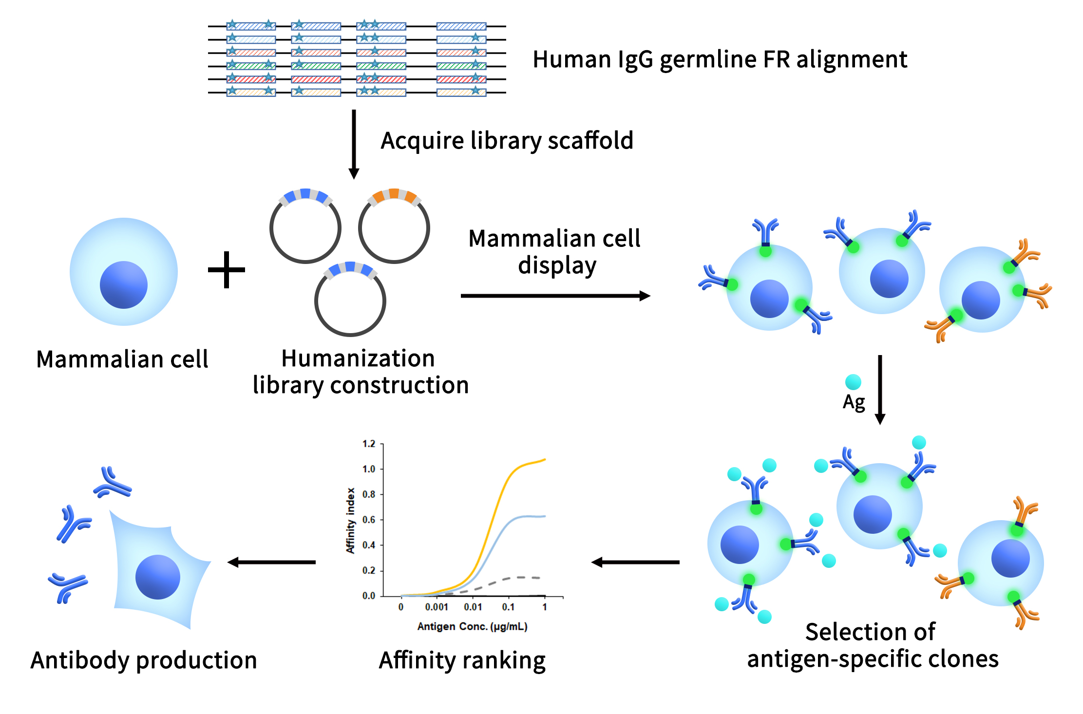 pages-DIMA antibody engineering platform service flow1