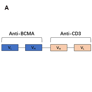 antibody-DMB100003 DMB100005 Fig2A