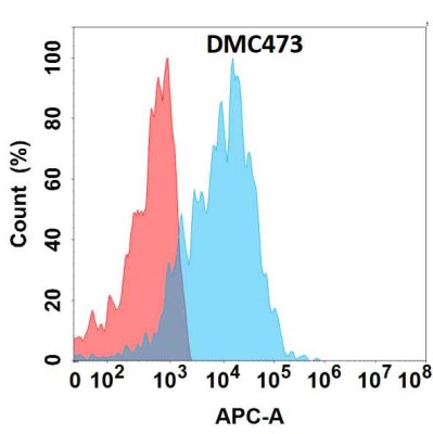 antibody-DMC100473 EMCN Fig.1 FC 1