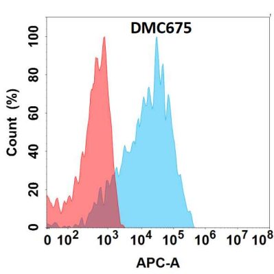 antibody-DMC100675 CDH6 Fig.1 FC 1