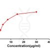 antibody-DME100043 CD48 Flow FIG2