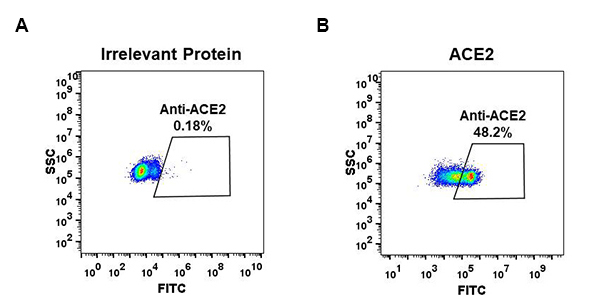antibody-DME100047 ACE2 Fig.1 FC 1