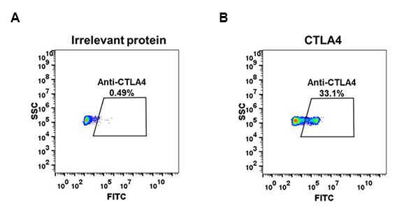 antibody-DME100050 CTLA 4 Fig.2 FC 1