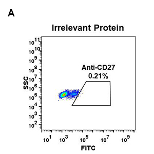 antibody-DME100058 CD27 1G10 Irrelevant Protein Fig1A