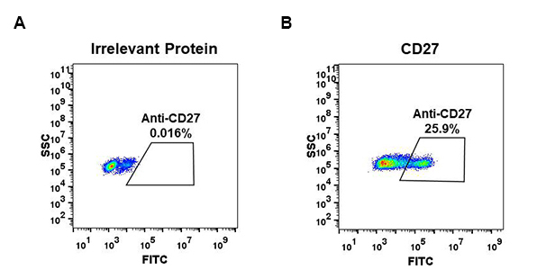 antibody-DME100059 CD27 Fig.1 FC 1