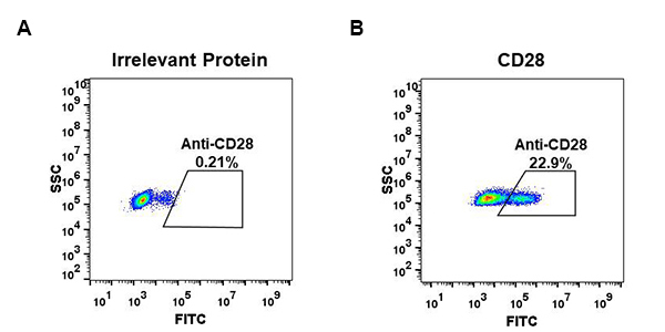 DME100063-CD28-Fig.2-FC-1.jpg