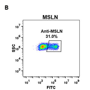 antibody-DME100071 MSLN FLOW 293 B Fig2