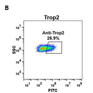 antibody-DME100075 Trop2 FLOW 293 B Fig2