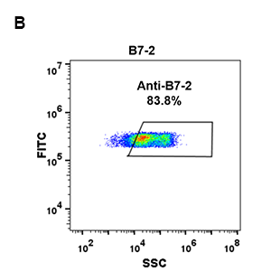 antibody-DME100084 B7 2 293 B Fig2