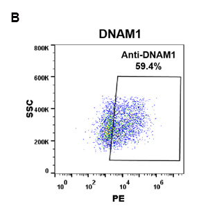 antibody-DME100095 DNAM 1 FLOW 293 B Fig2