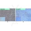 antibody-dmc100741 selplg ihc1