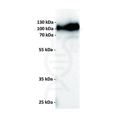 antibody-dmc100804 cd19 wb1