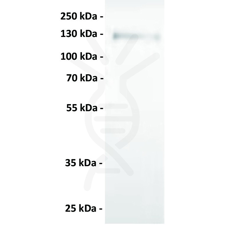 antibody-dmc100868 axl wb1