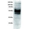 antibody-dmc100875 pdl1 wb1