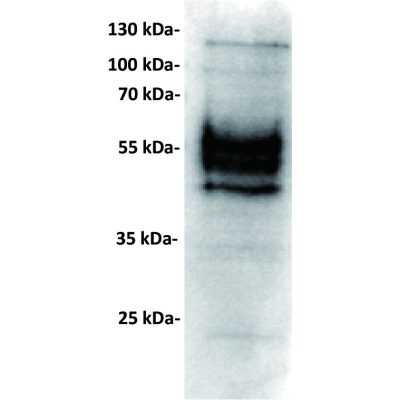 antibody-dmc100875 pdl1 wb1