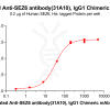 antibody-dmc101096b sez6 elisa1