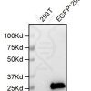 antibody-dmc101158 egfp wb1