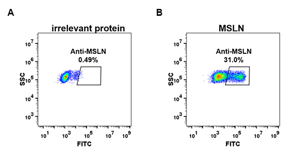 dme100071-msln-fc1.jpg