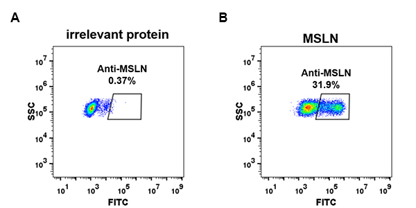 dme100072-msln-fc1.jpg