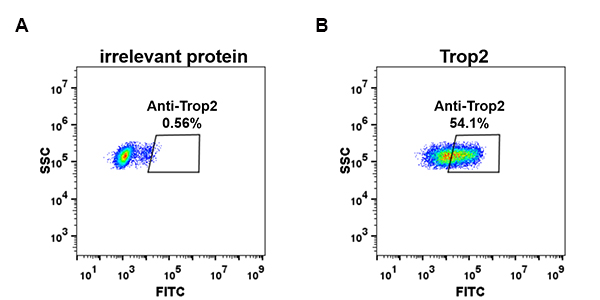dme100076-trop2-fc1.jpg