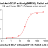 antibody-dme100150b selp elisa1