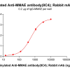 antibody-dme101004b mmae elisa1