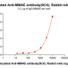 antibody-dme101005b mmae elisa1