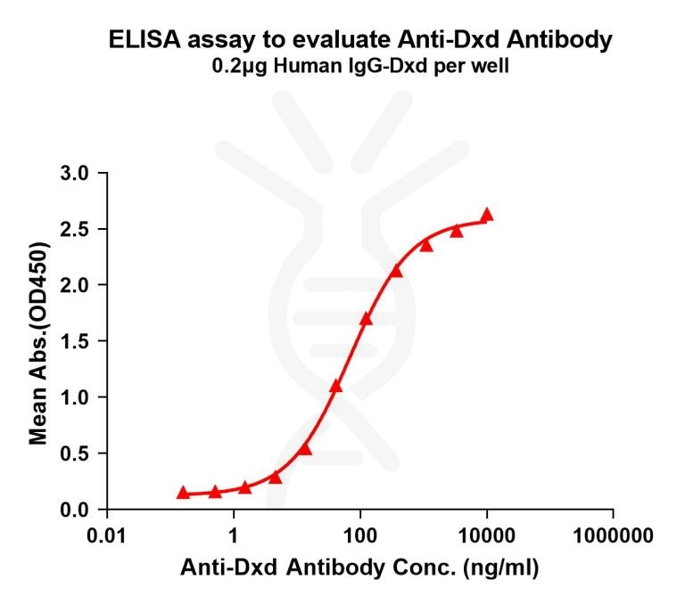 购买Anti-Dxd antibody(1E6); Rabbit mAb-Dxd抗体,用于ELISA实验,N.A.验证-缔码生物