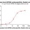 antibody-dme101183b gpr56 elisa1