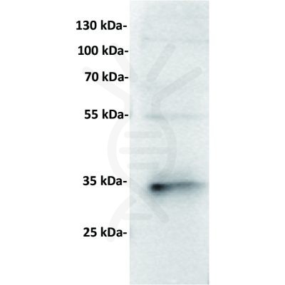 antibody-dme201009 cd7 wb1